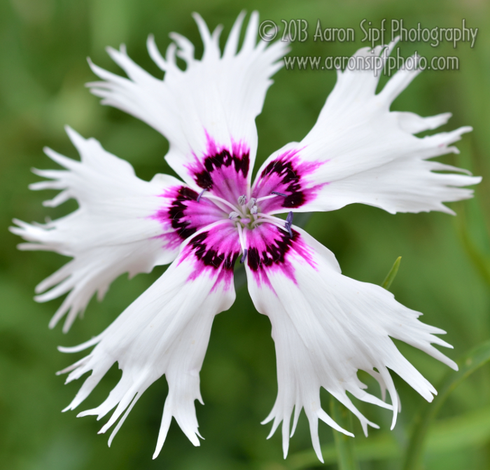 Dianthus superbus Spooky
